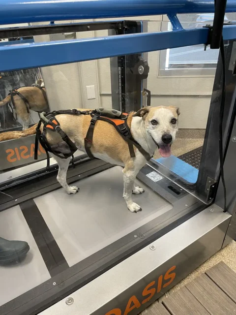 Tripawd Maggie standing in a treadmill water tank during physical therapy