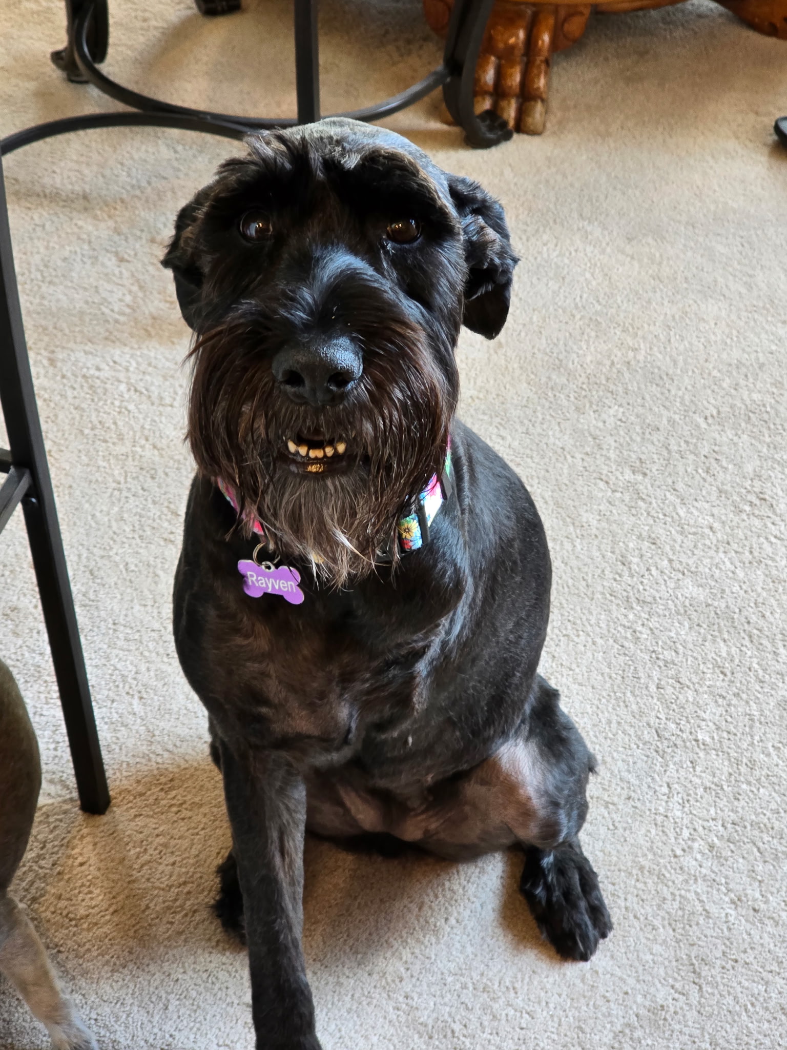 Tripawd Rayven