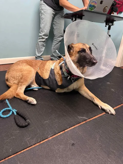 Tripawd Sammie resting on the floor wearing a cone and harness during a rehab visit.