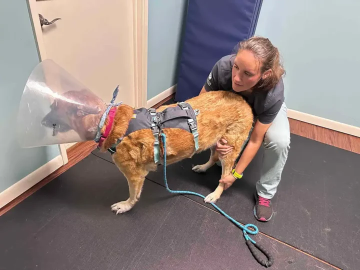 Tripawd Sammie being gently supported by a rehab specialist while standing.