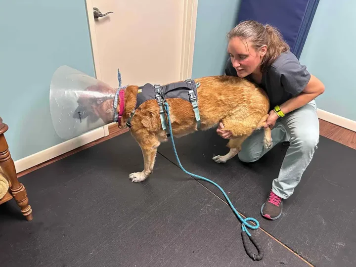 Tripawd Sammie getting help with weight-bearing during a rehab session.