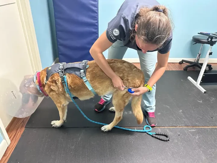 Tripawd Sammie receiving laser therapy on her back leg from a rehab technician.