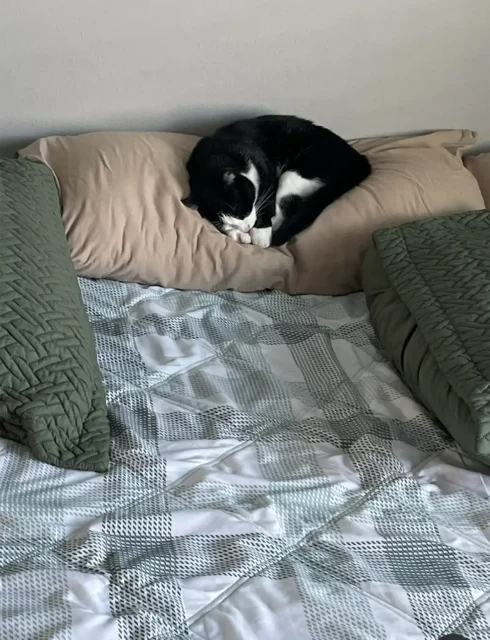 Tripawd kitty Wednesday resting during amputation recovery