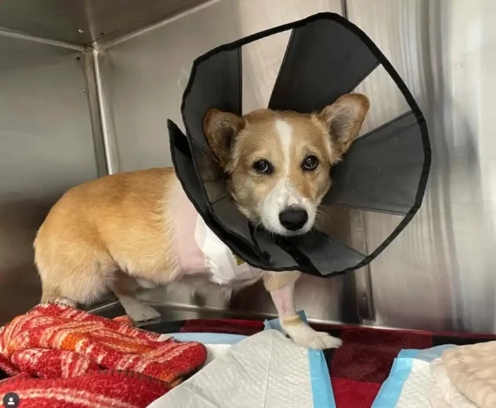 Tripawd Corgi Brewski recovers from amputation surgery.