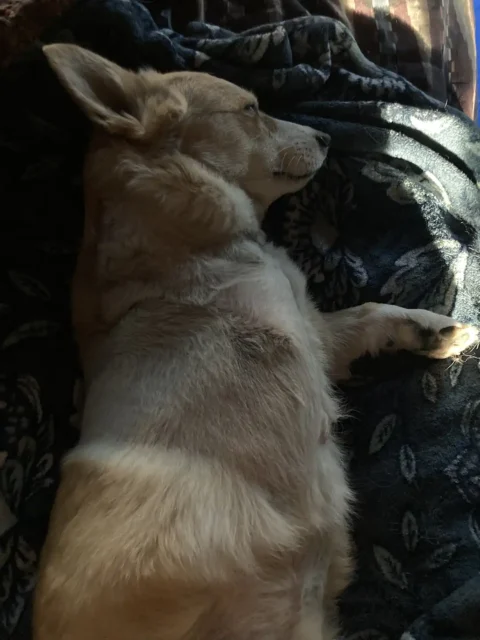 Three legged Corgi Brewski