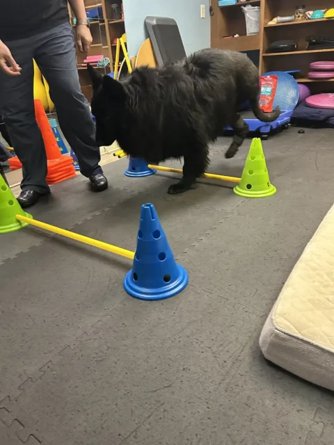 Tripawd Broly steps high over cones in rehab