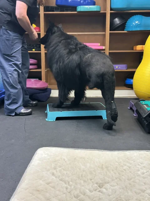 Tripawd Broly builds strength on the step platform