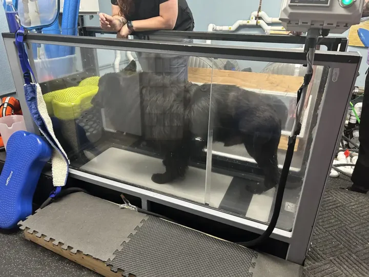 Broly works out in the underwater treadmill tank