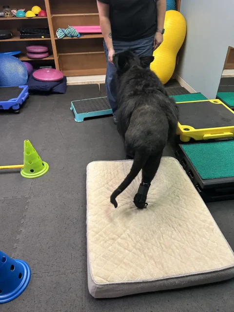 Three legged German Shepherd Broly works on stability on the foam bed
