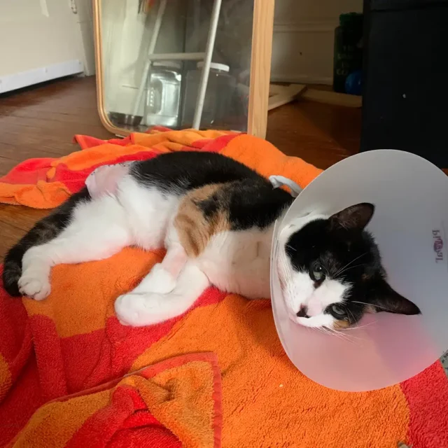 Tripawd Cat Daphne recovers from amputation surgery