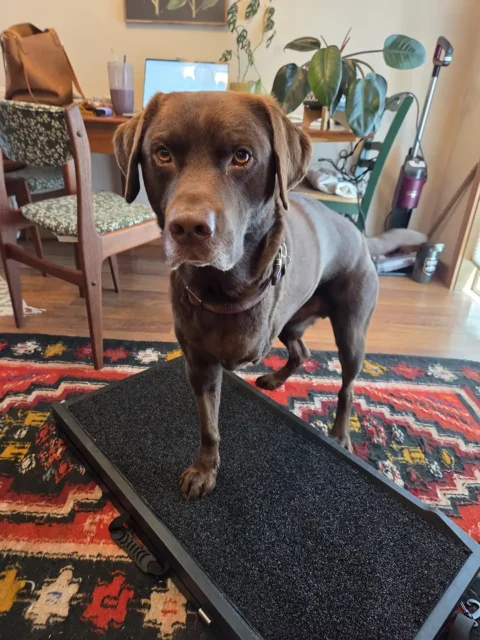 Ramp training exercise for Tripawd Hendrix