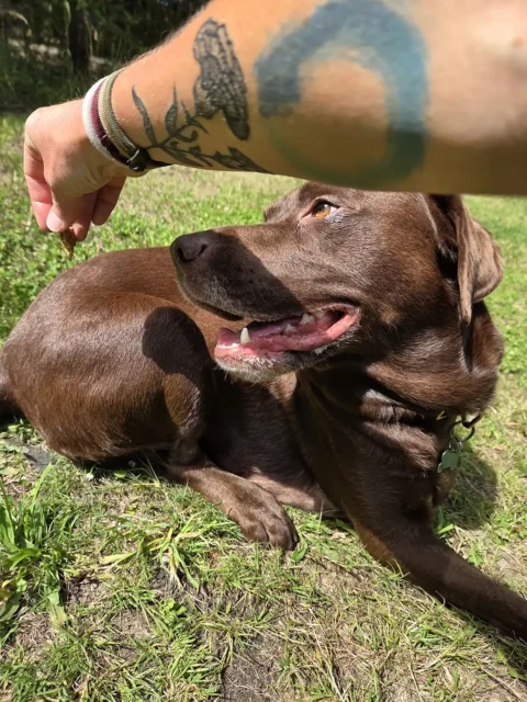 Neck stresses for Tripawd Hendrix the Chocolate Lab