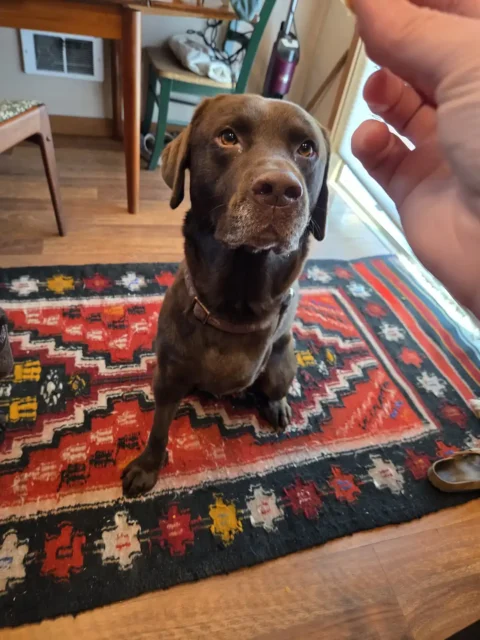 Tripawd Hendrix the Chocolate Lab