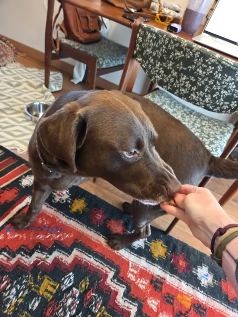 Tripawd Cookie Stretch Exercise