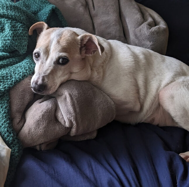 Ajax the three legged senior dog
