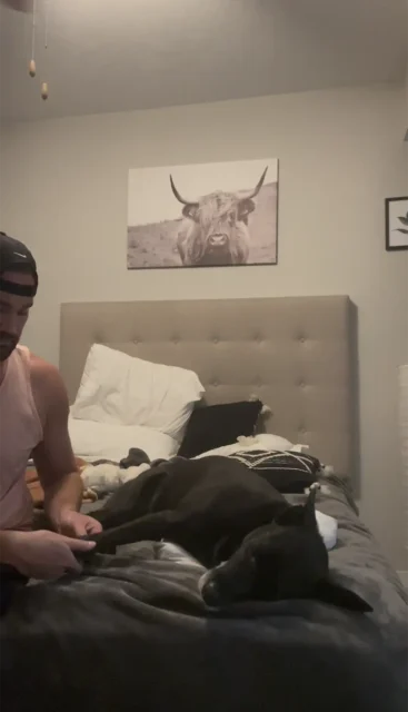 Bruce the Lab Tripawd does at-home physical therapy stretches