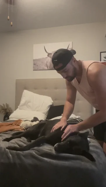 Shoulder massage for Tripawd Lab Bruce