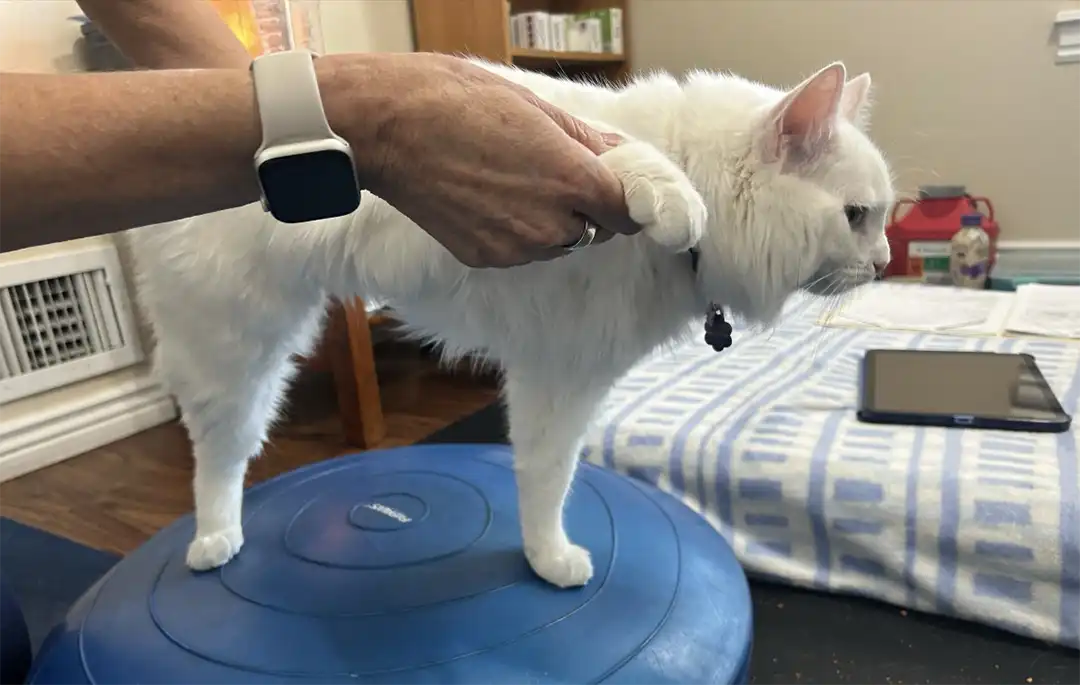 Tripawd Magnolia balances on a blue rehab disc while a person gently stretches her front leg
