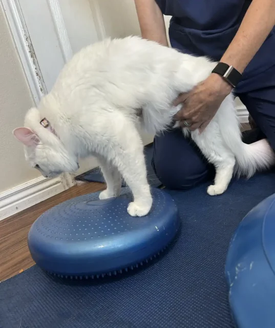 3-legged cat Magnolia does balance exercises at rehab therapy