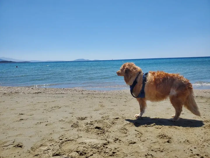 Tripawd Almond standing at the edge of the beach, gazing over the ocean under a clear blue sky