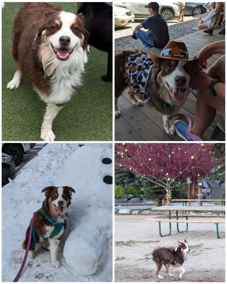 Tripawd Heidi living life to 12 years old