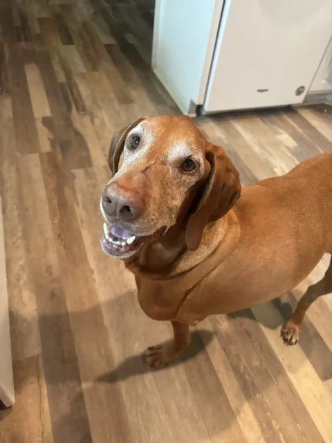 Kaiserin Fund Recipient Tripawd Leo standing indoors, looking up with a happy, smiling face