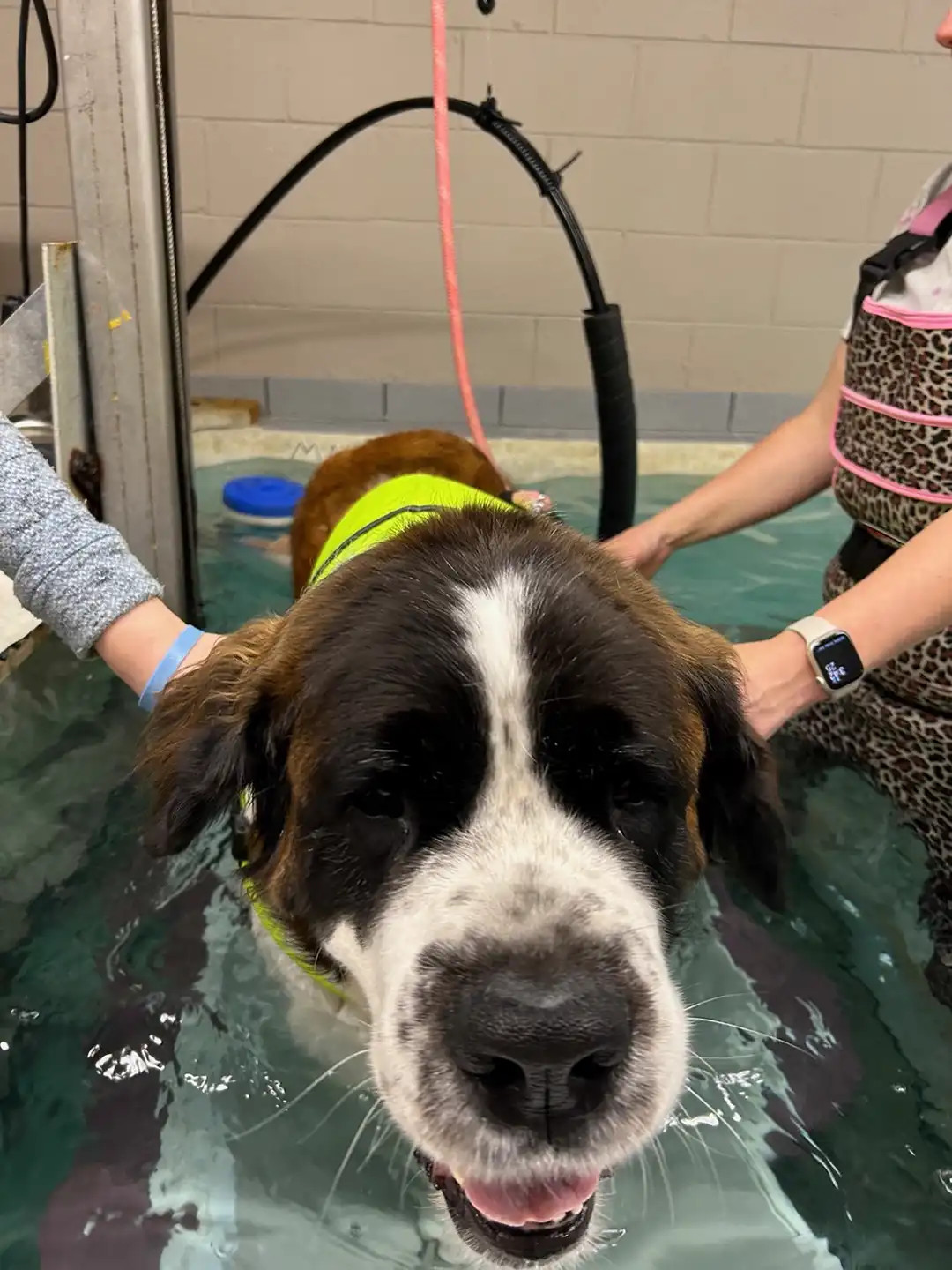 Tripawd Minnow in a therapy pool wearing a neon vest while therapists guide him