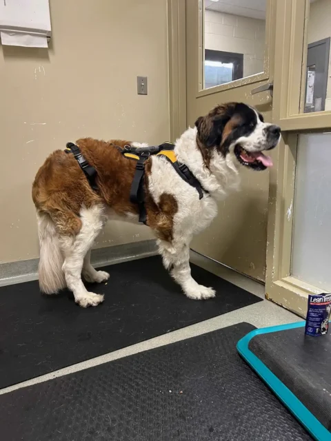 Tripawd Saint Bernard Minnow at rehab therapy