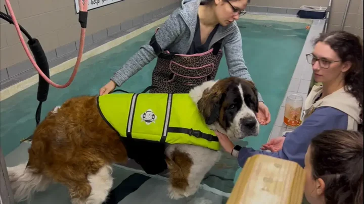 Tripawd Saint Bernard in Hydrotherapy