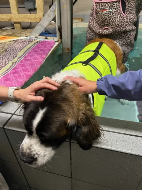 Three legged Saint Bernard Minnow in water therapy