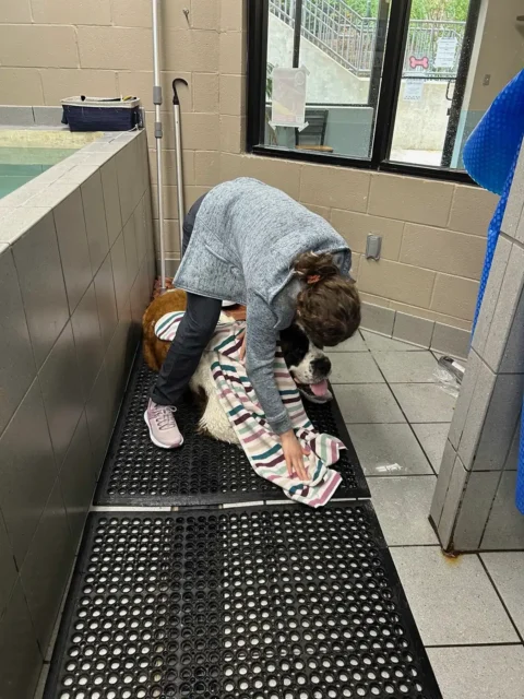 Amputee Saint Bernard Minnow finishes swim therapy