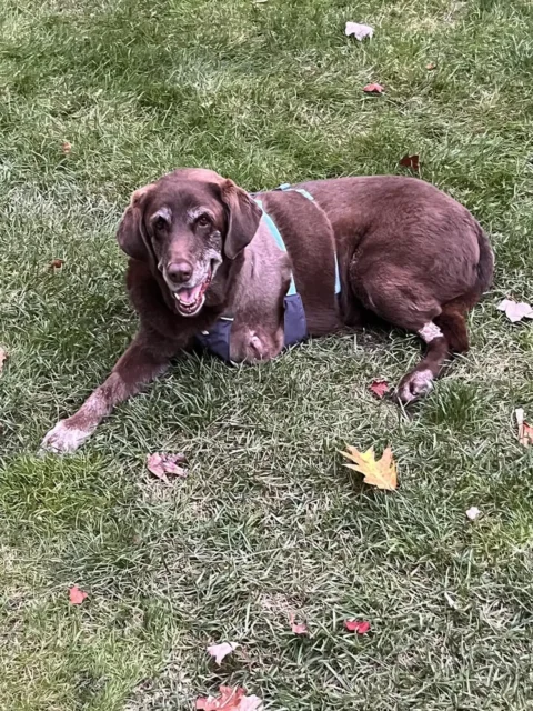 Mochi, a three-legged senior Tripawd Lab is living with cancer