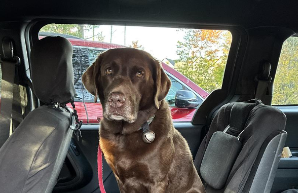 Mochi the Senior Tripawd