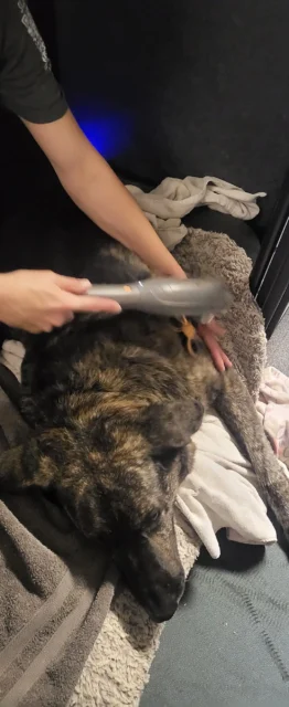 Tripawd Titan relaxes during therapy session