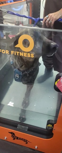 Tripawd Titan walks on the underwater treadmill