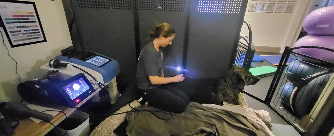 Giant Breed Titan gets laser therapy at rehab