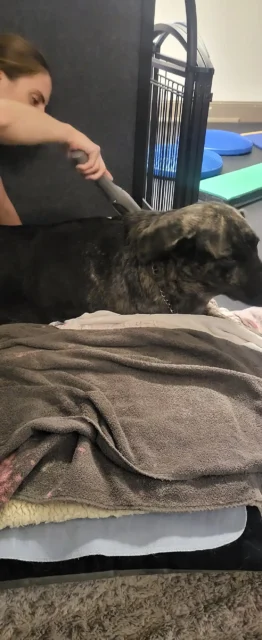 Tripawd Titan receives therapy on his shoulder