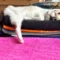 In Memory of Tri-kitty Daisy, the Seat-Stealing Scam Artist