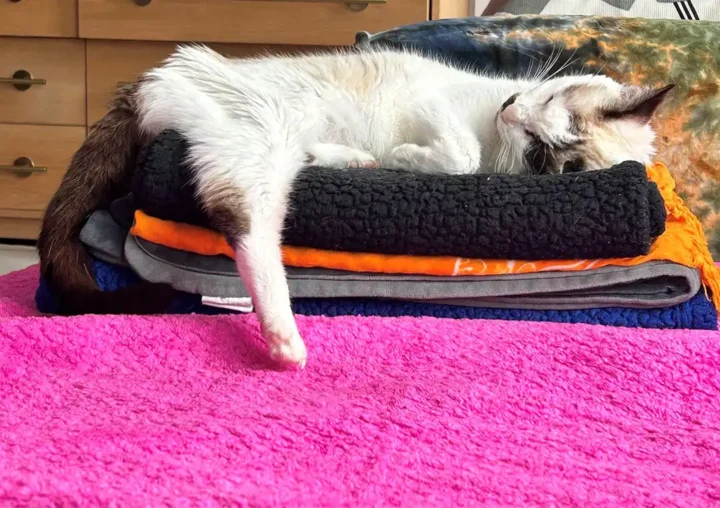 Daisy the three-legged cat, affectionately remembered as a “seat-stealing scam artist,” naps peacefully on a stack of cozy blankets