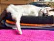 Dedication to Tri-kitty Daisy