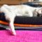 Dedication to Tri-kitty Daisy