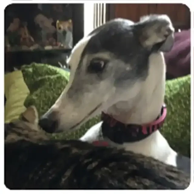 Sessy the Tripawd Greyhound honored through Gayle’s generous support