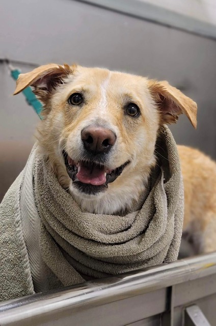 Beautiful Tripawd Chloe after a rehab therapy workout