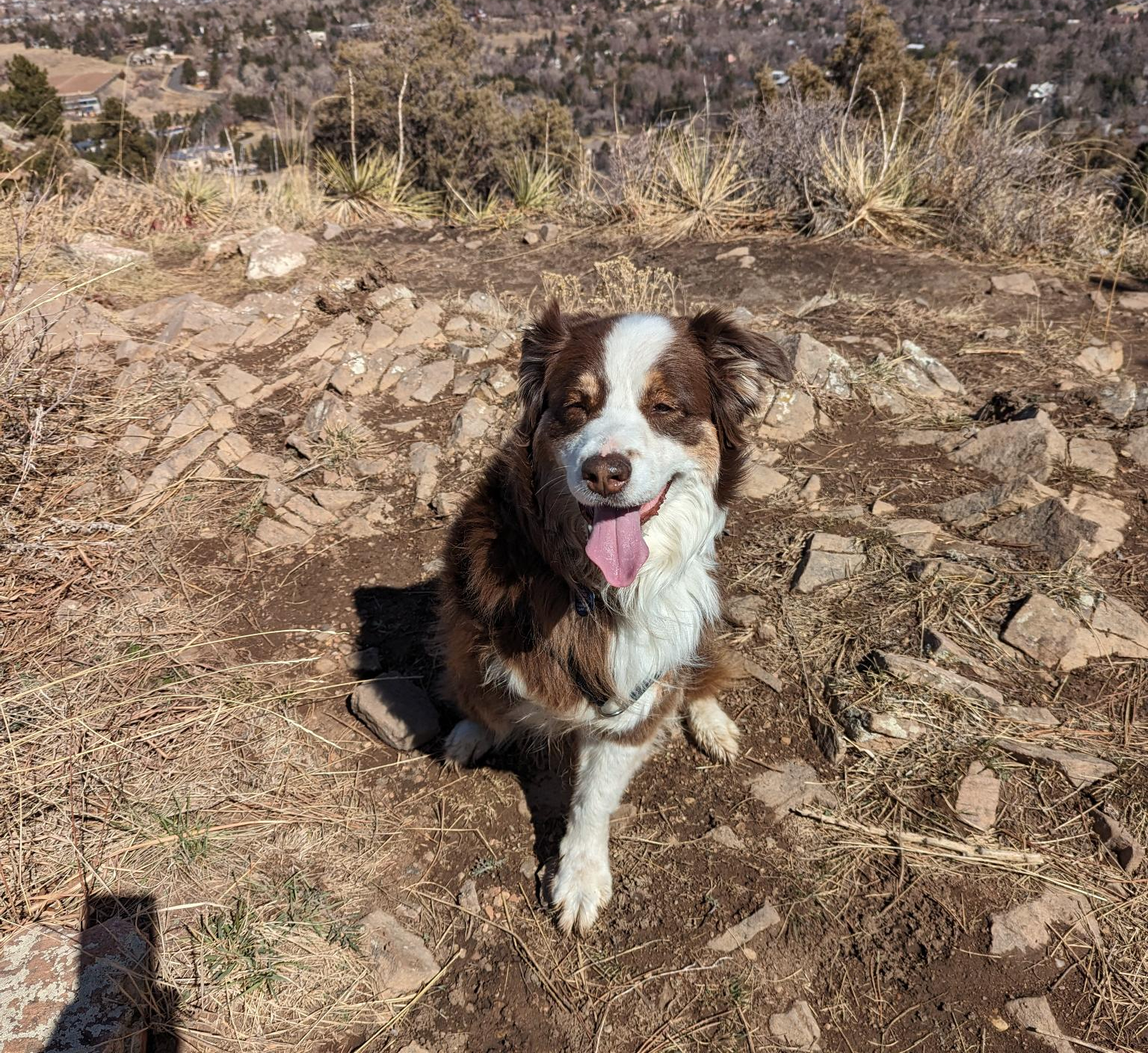 Tripawd Heidi Wagner Long Term Dog Cancer Survivor