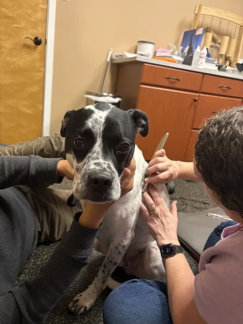 Tripawd JJ in his rehab treatment