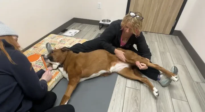 Tripawd Otter doing a leg stretch in therapy