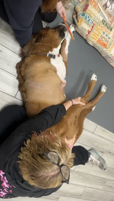 Tripawd Otter getting a rear-leg stretch during rehab