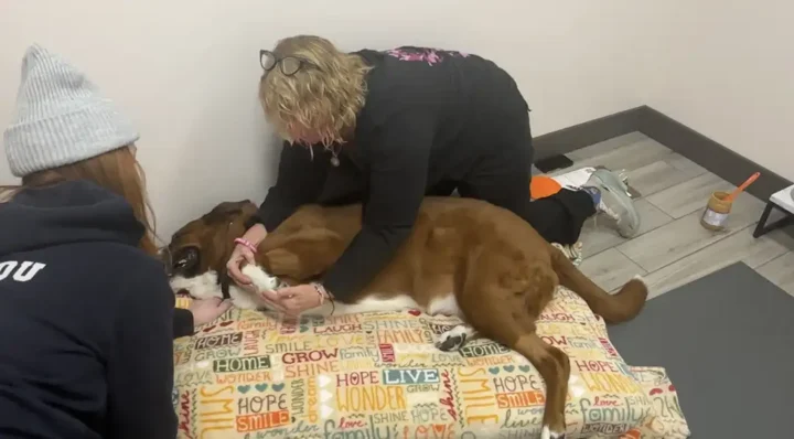 Tripawd Otter having her paw and leg stretched in therapy