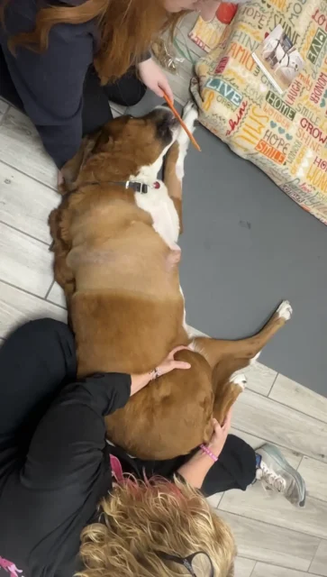 Tripawd Otter receiving a leg stretch