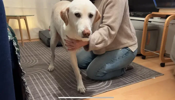 Tripawd Penny receiving balance exercises